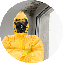 Mold removal Service