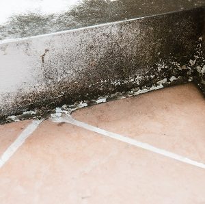 Mold removal service in Vail