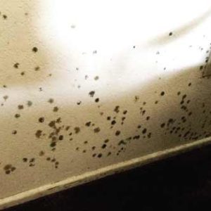 Mold removal in Tucson, AZ